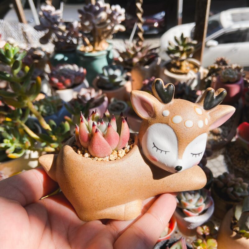 mini-deer-ceramic-planter-with-succulent-plant-sleeping-eyes-closed-insta