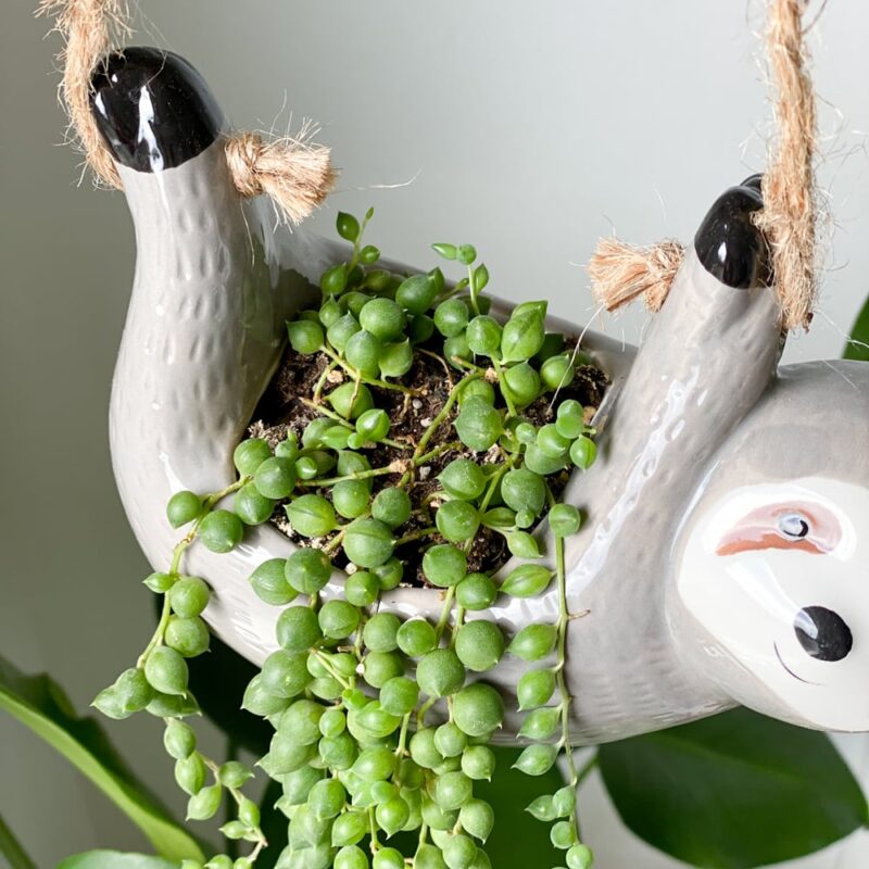 hanging-sloth-ceramic-planter-feel-good-decor-with-string-of-pearls