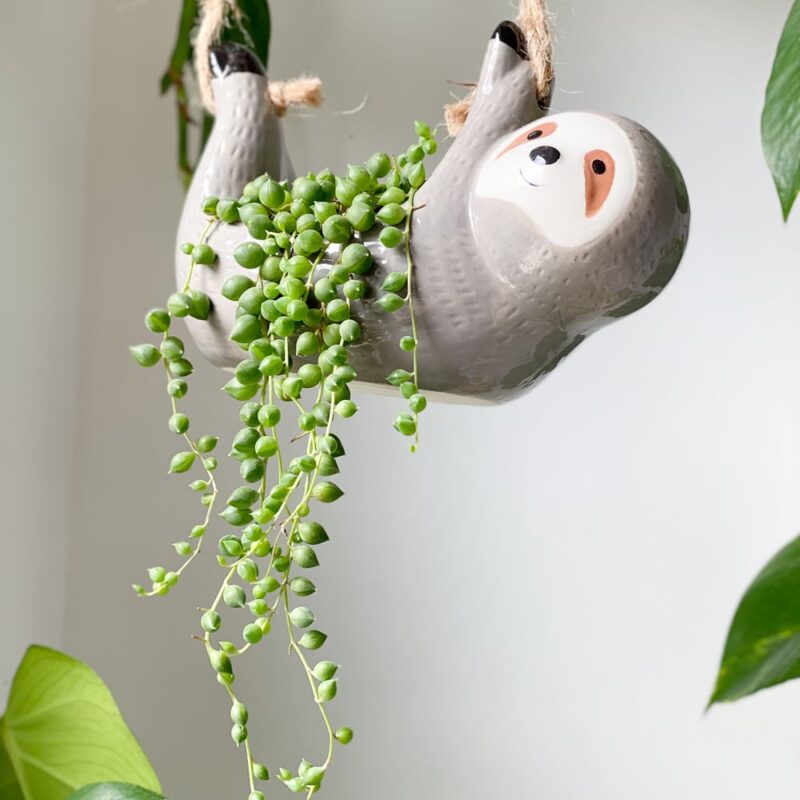 hanging-sloth-ceramic-planter-feel-good-decor-with-string-of-pearls