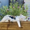 feel-good-decor-garden-ornamental-sleeping-cat-with-handpainted-vintage-pattern